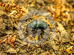 The Dung Beetle - Anoplotrupes stercorosus - closer upper view