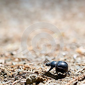 A dung beetle Anoplotrupes stercorosus in the forest