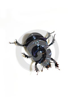 Dor beetle Anoplotrupes stercorosus underside