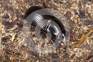 Dung beetle (Aphodius rufipes)