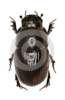 Dung Beetle Aphodius on white Background