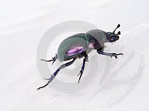 Dung beetle, beautiful iridescent bug