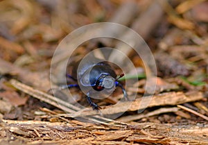 Dung-beetle