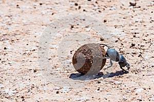 Dung Beetle