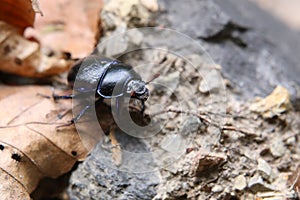 Dung Beetle On Brown Leaves