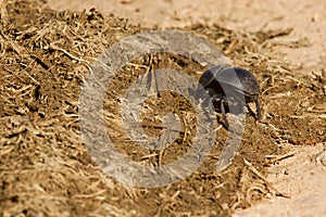 Dung beetle burrowing into some elephant dung photo
