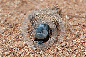 Dung beetle carry