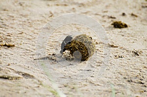 Dung Beetle - Chobe National Park - Botswana