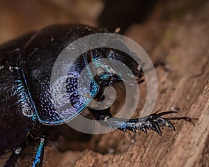 Dung Beetle photo