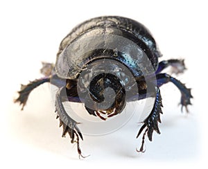 Dung-beetle closeup