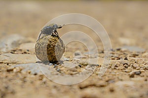 Dung Beetle, Coleoptera