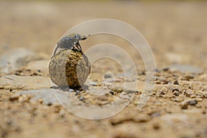 Dung Beetle, Coleoptera photo