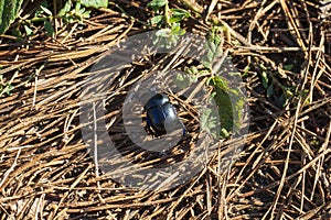 Dung beetle crawling on a dung heap