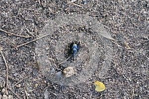 Dung beetle crawls on the ground to  dead beetle