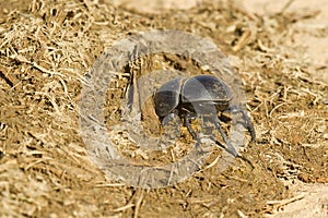 Dung beetle digging into some elephant droppings