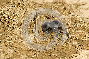 Dung beetle digging into some elephant droppings photo