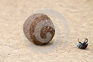 Dung beetle fall off dung ball