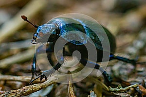 A dung beetle on the forest floor