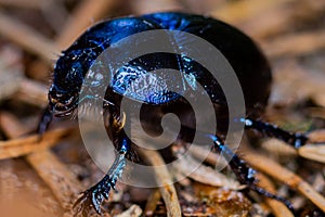 A dung beetle on the forest floor