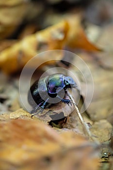 A dung beetle on the forest ground