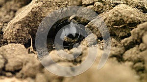 Dung beetle geotrupes stercorarius digging through soil