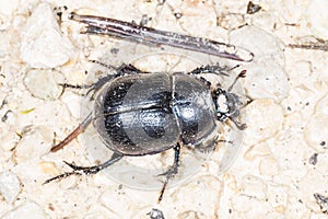 Dung beetle, Geotrupes stercorosus Scr.