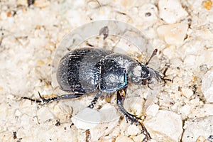 Dung beetle, Geotrupes stercorosus Scr.