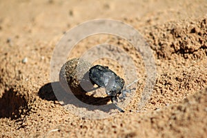 Dung Beetle - Got to love your job