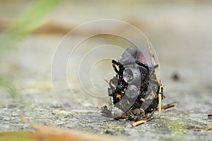 Dung beetle(Gymnopleurus sp)