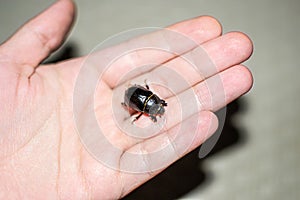 Dung-beetle in hand, caught on the beach in Egypt