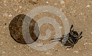 A dung beetle that has fallen off the dung ball photo