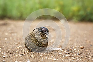 Dung beetle in Kruger National park, South Africa