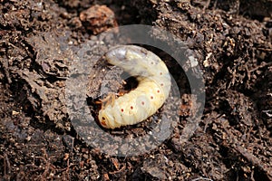 Dung beetle larva, Western High Plateau, Cameroon