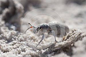 Dung Beetle, Mexico