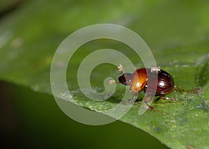 Dung beetle and mite
