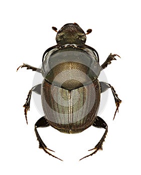 Dung Beetle Onthophagus on white Background