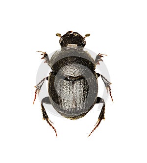 Dung Beetle Onthophagus on white Background