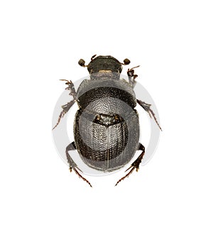 Dung Beetle Onthophagus on white Background