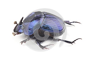 Dung beetle (Phanaeus furiosus) isolated on white background