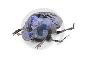 Dung beetle (Phanaeus furiosus) isolated on white background