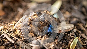 Dung beetle on a poop at Japan. A blue Popillia japonica fresh manure from deer