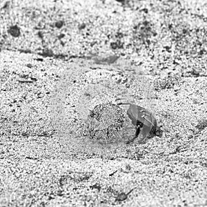 Dung beetle pushes his ball