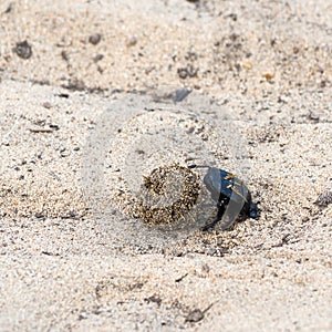 Dung beetle pushes his ball