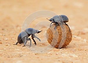 Dung Beetle rolling ball photo