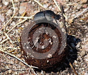 Dung Beetle