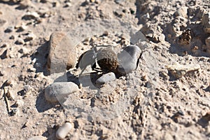 The dung beetle rolling the ball of dung through the gravel