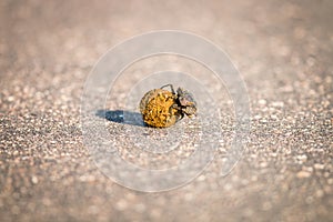 A Dung beetle rolling a ball of dung in the Kruger.