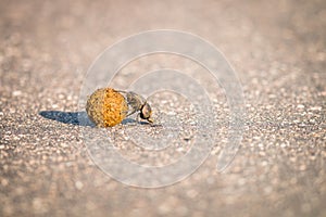 A Dung beetle rolling a ball of dung on the road.