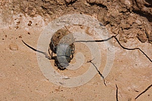 Dung beetle rolling ball, Lake Manyara, Tanzania