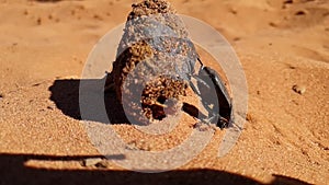 Dung Beetle rolling Buffalo dung, Slow Motion